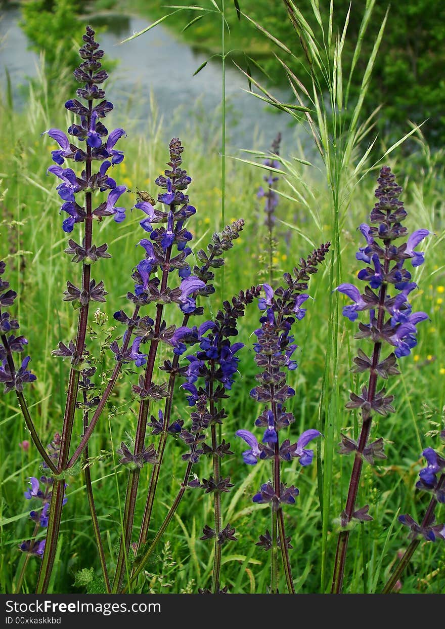 Dark blue flowers on a background of a green grass. Aroma of a years(summer) field