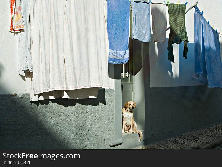 Dog and drying up linen in small city street. Dog and drying up linen in small city street