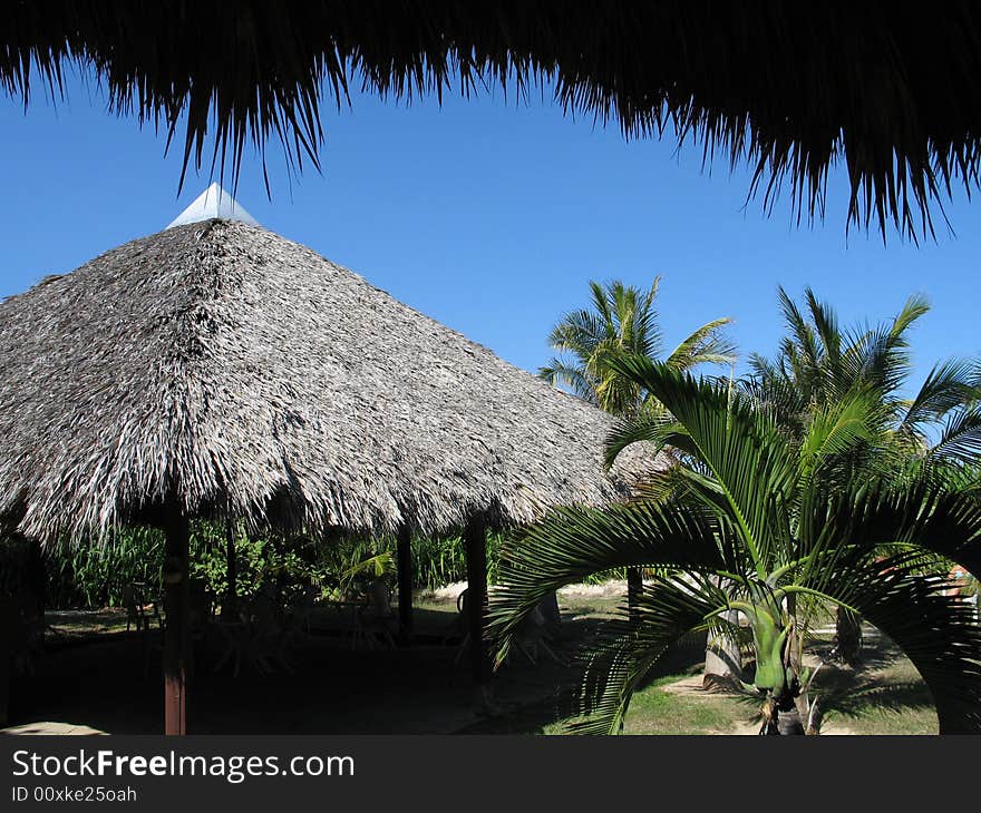 Palm leaves roof