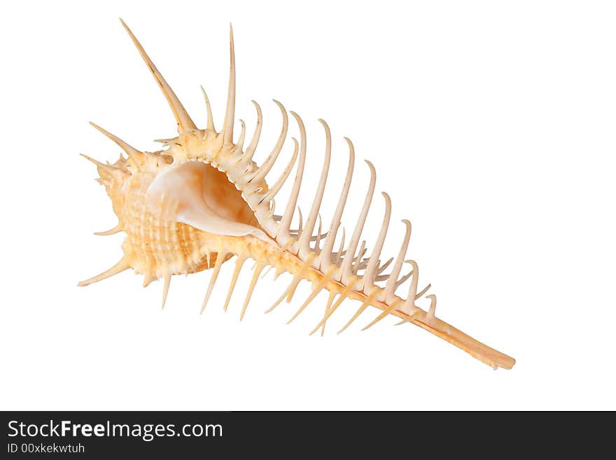 Cockleshell with long needles on a white background. Cockleshell with long needles on a white background