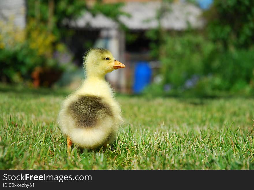 Two days old small duck looking cute