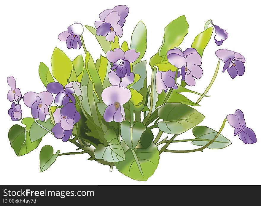 Bouquet of violet on a white background. Bouquet of violet on a white background