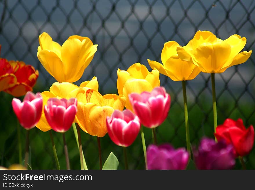 Decorative bulbs flower in spring time. Decorative bulbs flower in spring time