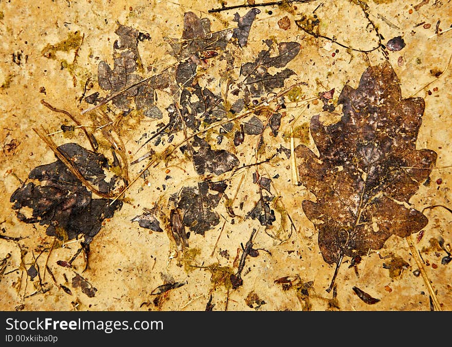 Dry leaves kneaded in the mud