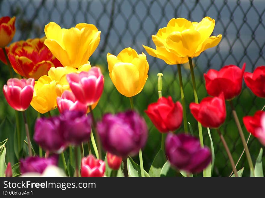 Decorative bulbs flower in spring time. Decorative bulbs flower in spring time