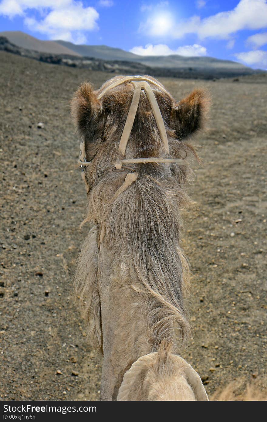 View of desert and blue sky as seen from sitting on top of a camel. View of desert and blue sky as seen from sitting on top of a camel