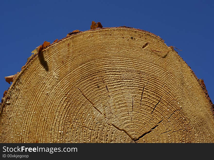 Cut of wooden tree with blue sky on background