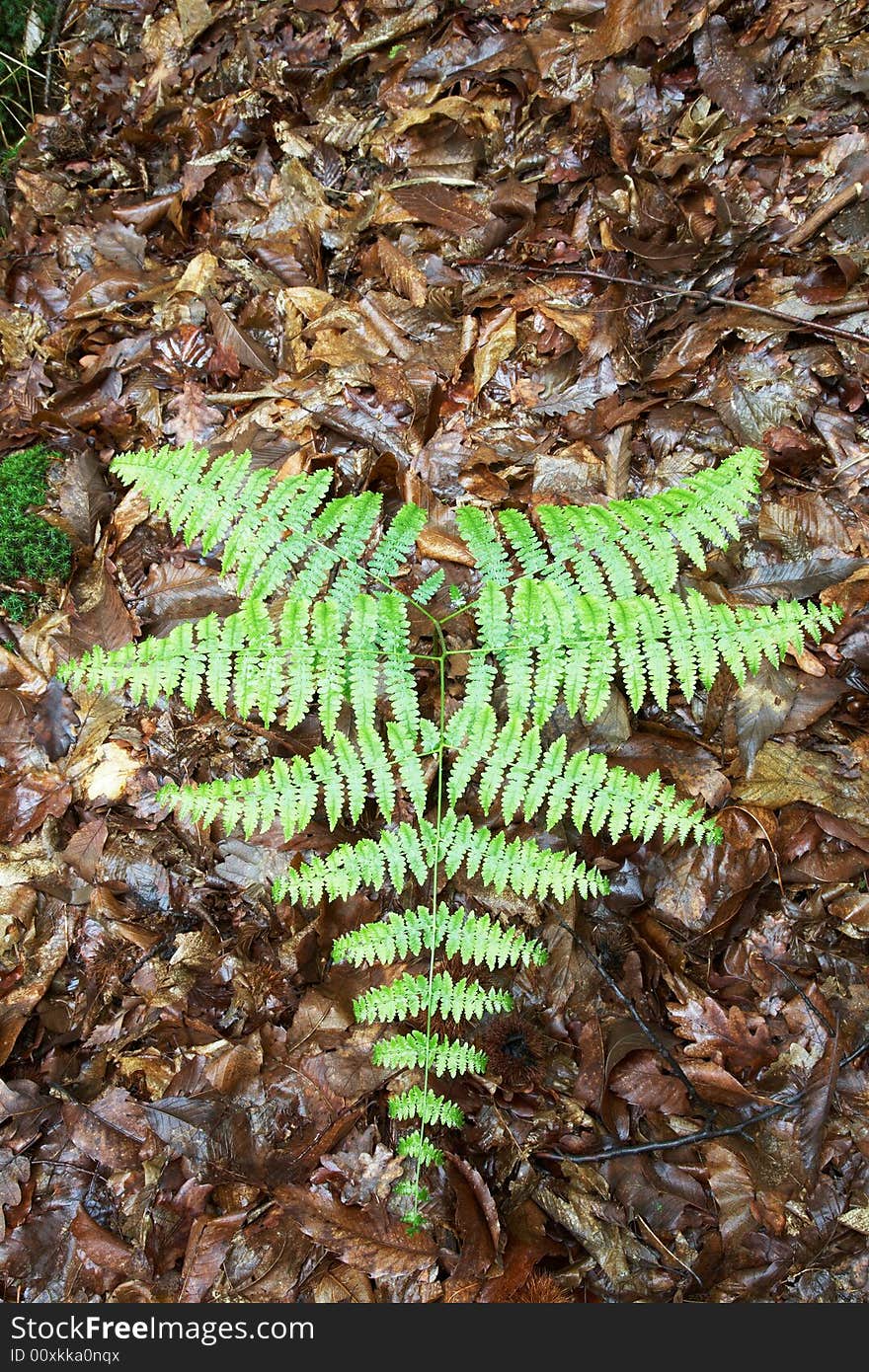 Green fern over a bed of brown dry leaves.