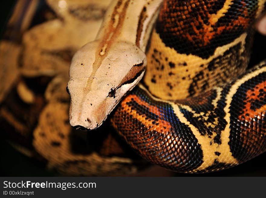 Red Tailed Boa Constrictor Out for a Stroll