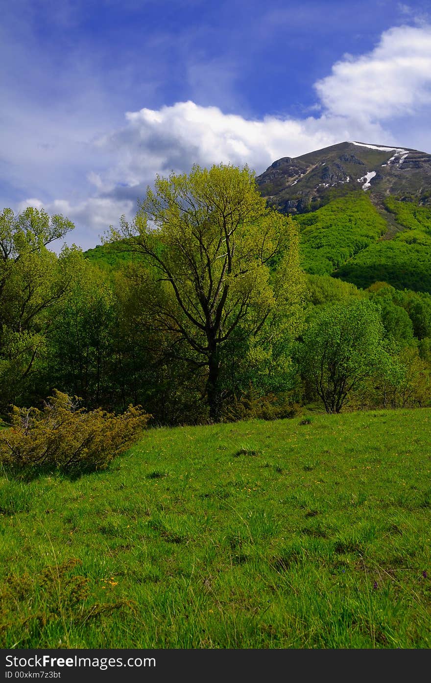 Abruzzo Forests