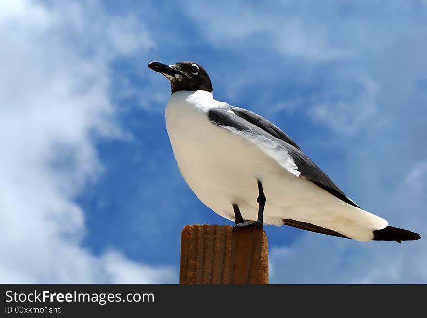 Close up of the seagull with clouds in a background on Grand Bahama Island. Close up of the seagull with clouds in a background on Grand Bahama Island.