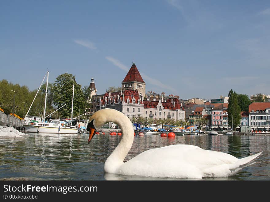 Swna swiming in Leman Lake, in fron of Ouchy Castle, Lausanne, Switzerland. Swna swiming in Leman Lake, in fron of Ouchy Castle, Lausanne, Switzerland