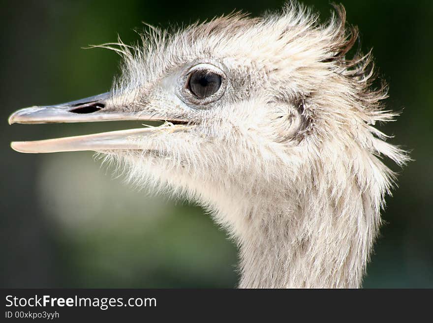 Albino Ostrich