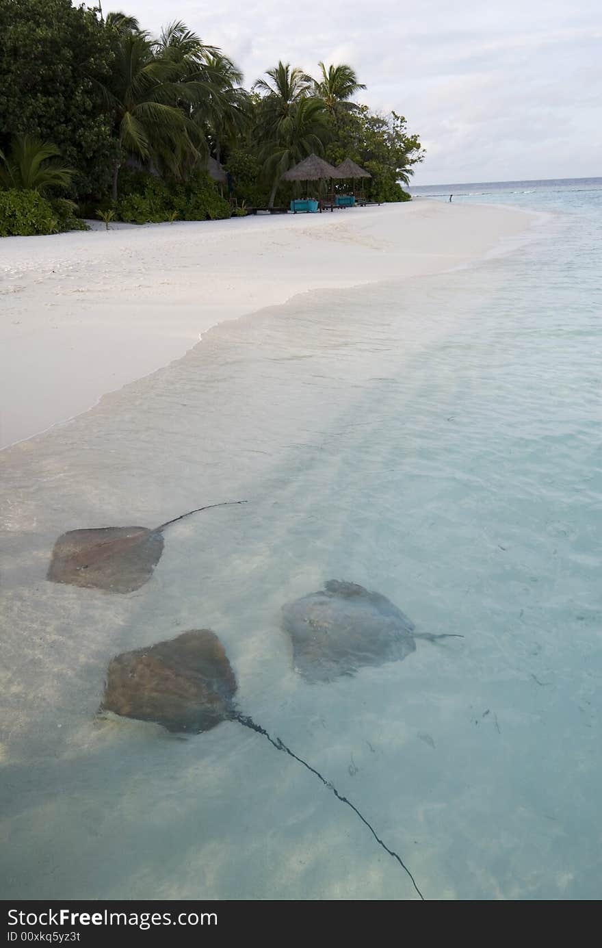 Stingray on the beach