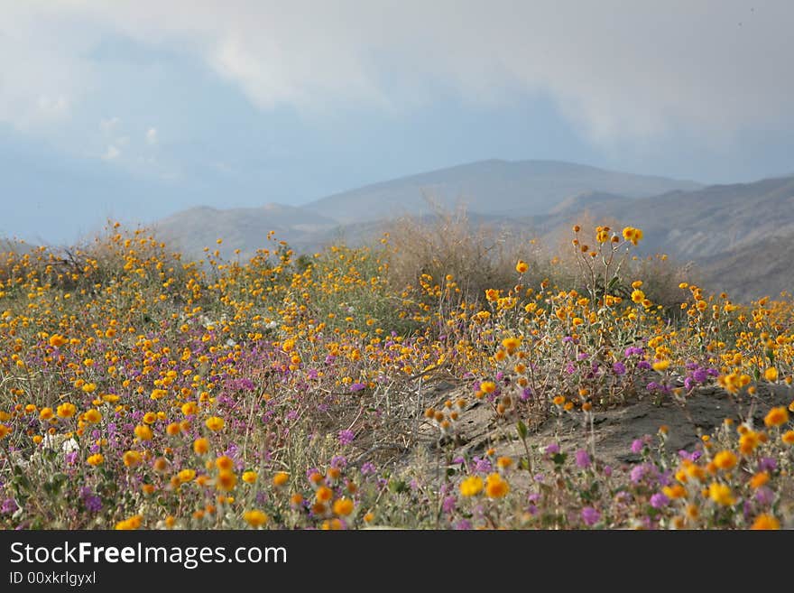 Wildflower flower mountain desert sky cloud spring yellow purple