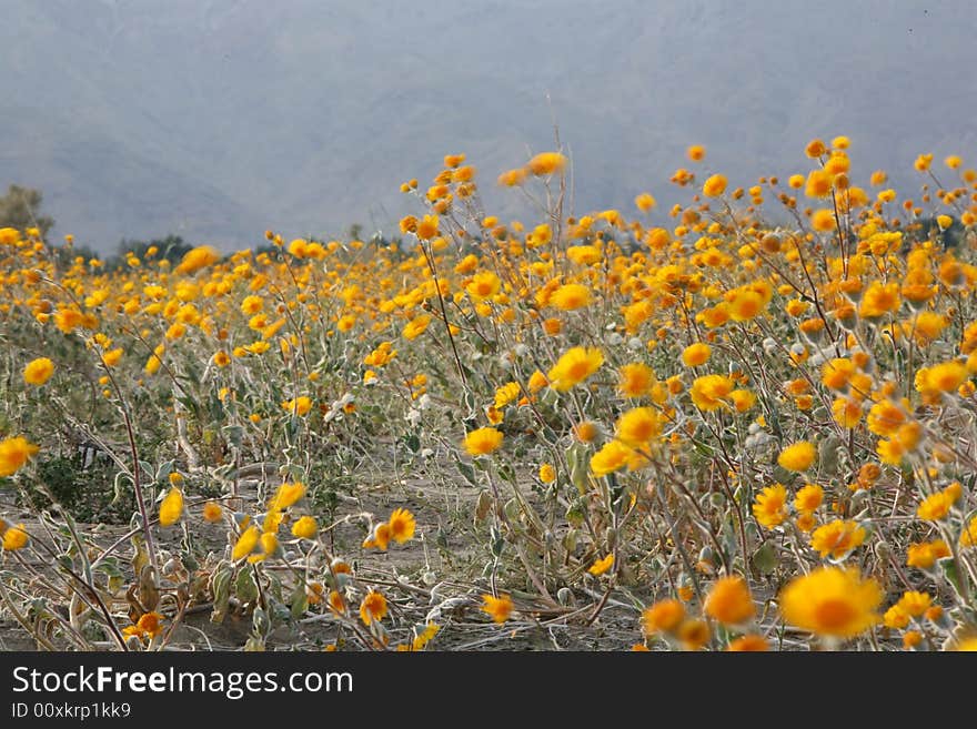 Wildflower flower mountain desert sky cloud spring yellow purple wind