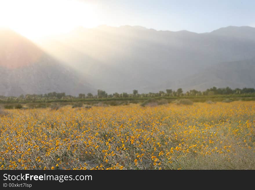 Wildflower flower mountain desert sky cloud spring yellow purple wind sunset
bird