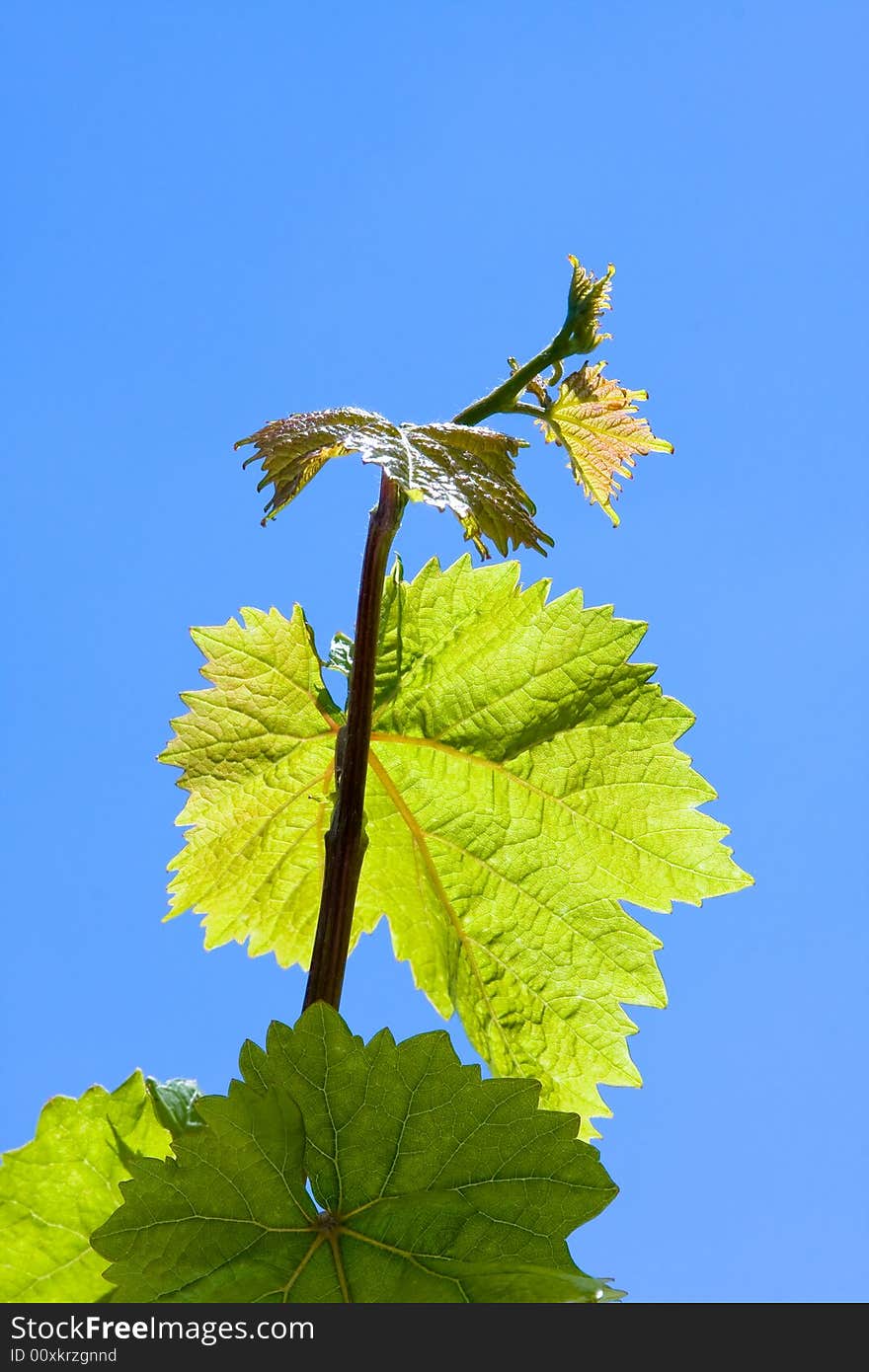 Green grape leaves on bright blue sky background