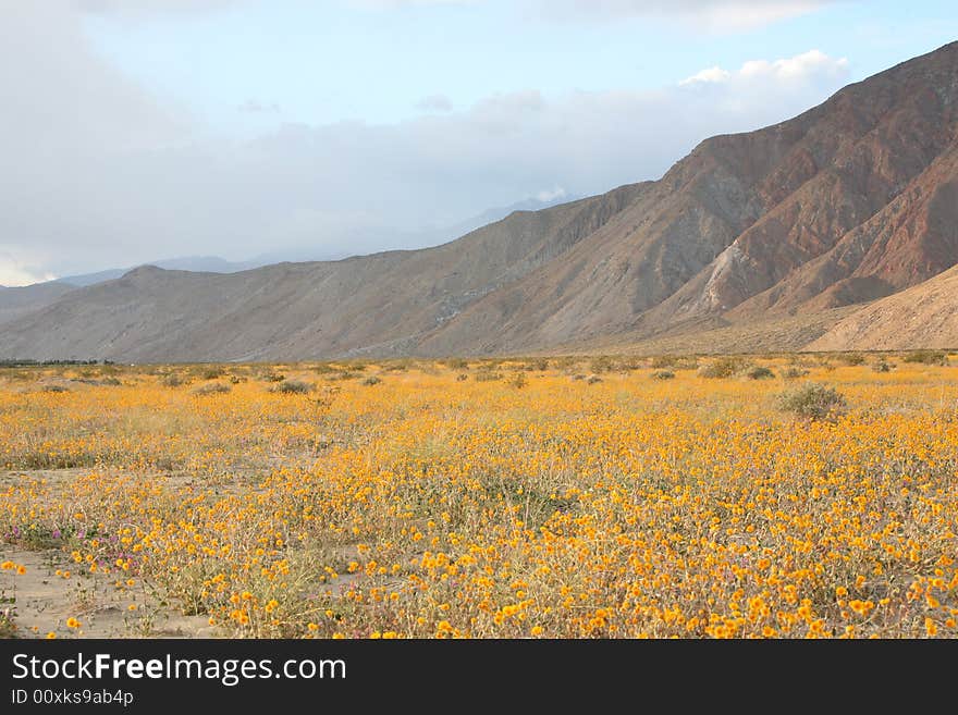 Wildflower flower mountain desert sky cloud spring yellow purple wind sunset
bird