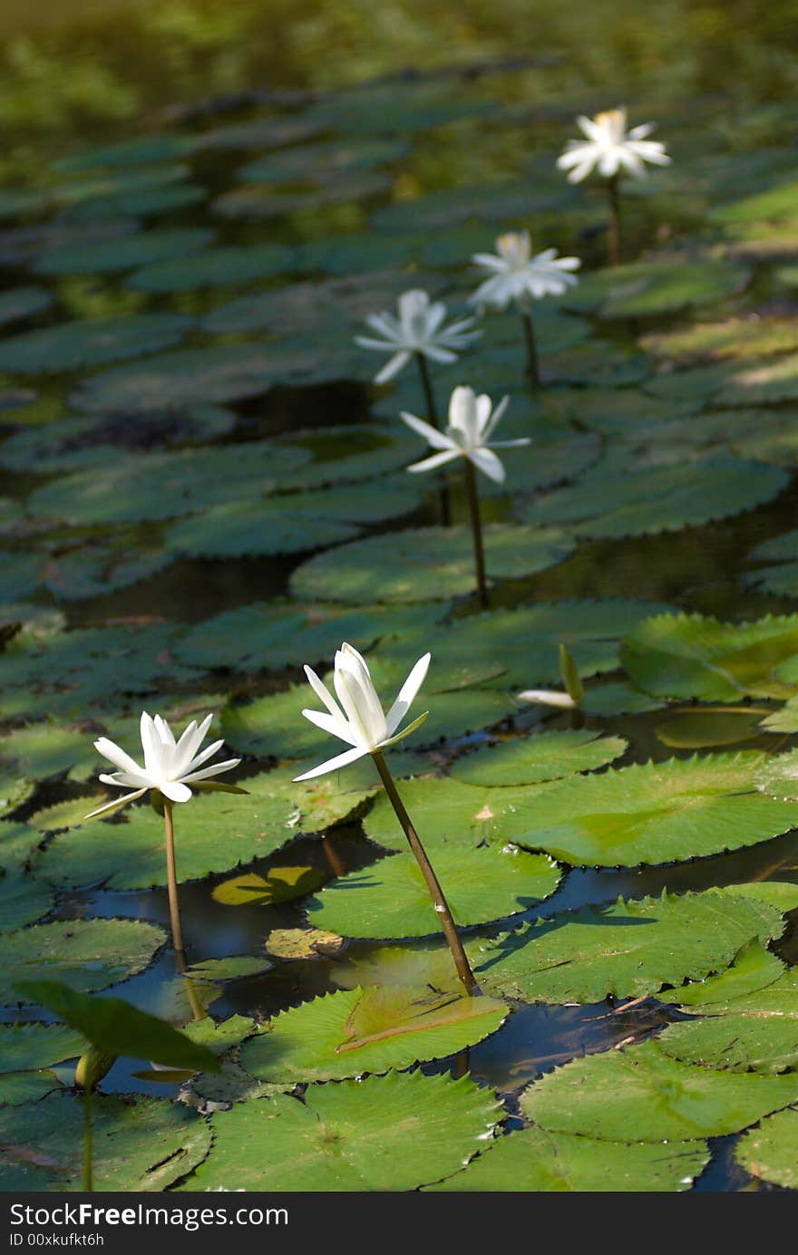 A row of white water lilies growing in a pond. A row of white water lilies growing in a pond