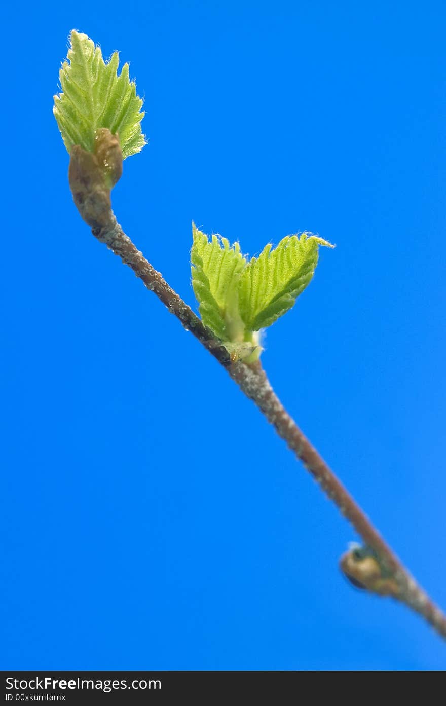 Small green sheets on a  blue background. Small green sheets on a  blue background.