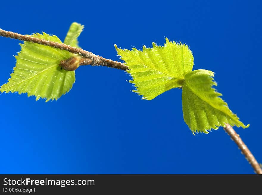 Small green sheets on a  blue background. Small green sheets on a  blue background.