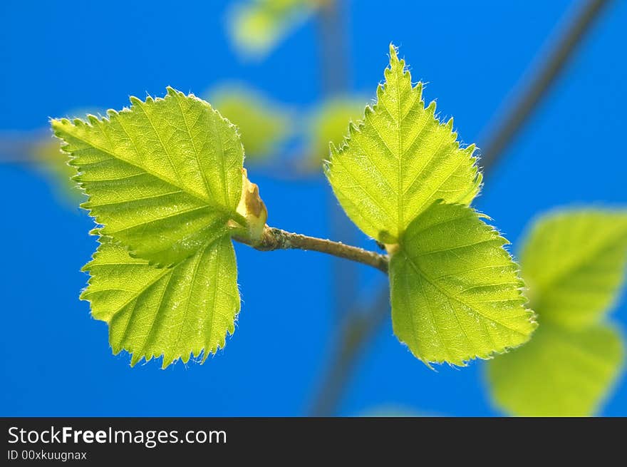 Small green sheets on a  blue background. Small green sheets on a  blue background.