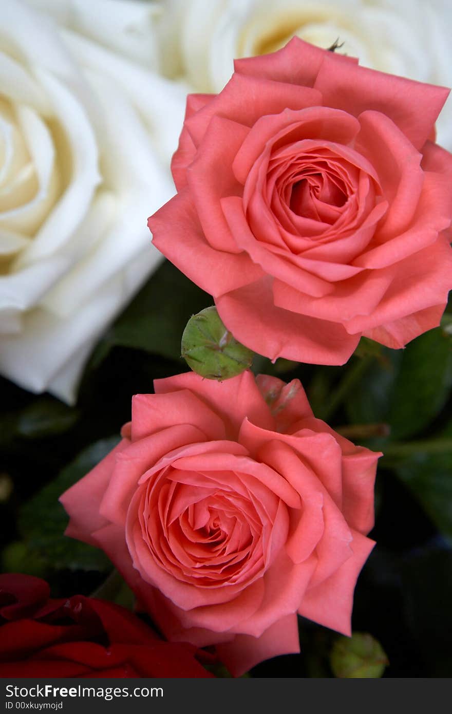 An image of pink and white roses