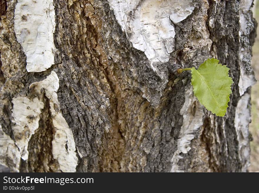 Small green sheet on a trunk of the large tree. Small green sheet on a trunk of the large tree.