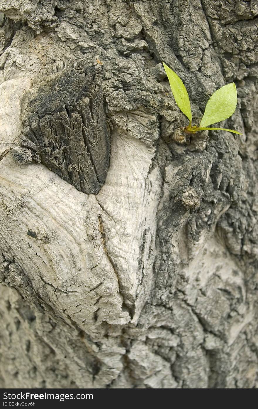 Small green sheet on a trunk of the large tree. Small green sheet on a trunk of the large tree.