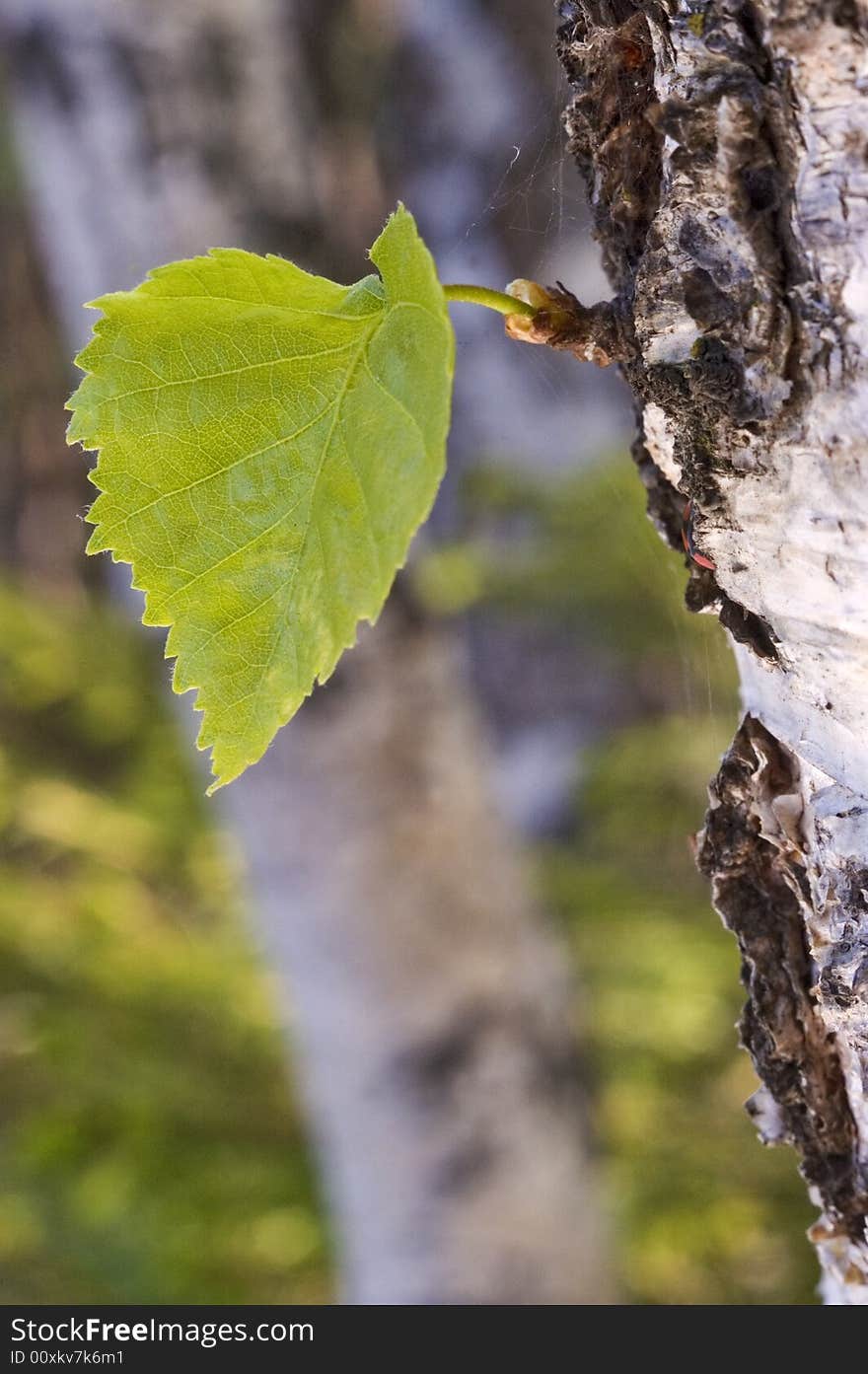 Small green sheet on a trunk of the large tree. Small green sheet on a trunk of the large tree.