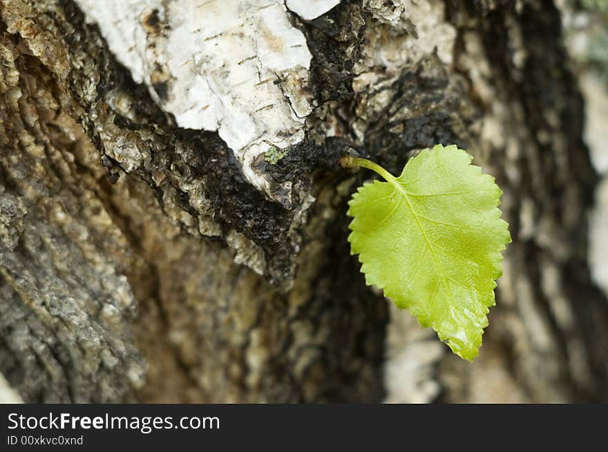 Small green sheet on a trunk of the large tree. Small green sheet on a trunk of the large tree.