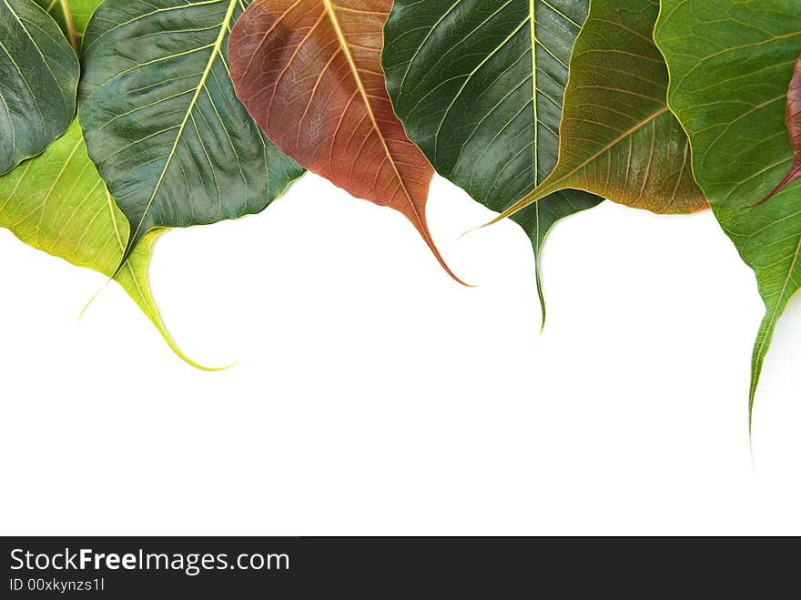 Сolored leaves on a white background. Сolored leaves on a white background.