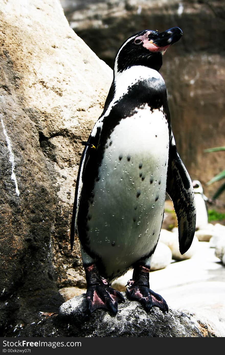 Penguin stands on a stone. A zoo of Barcelona.