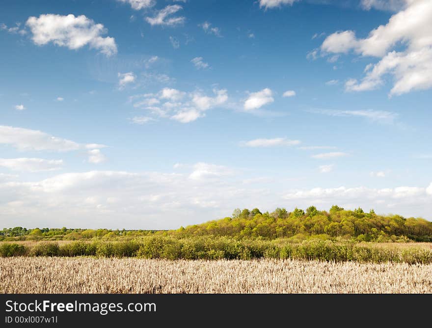 A wide space of grass and trees. A wide space of grass and trees