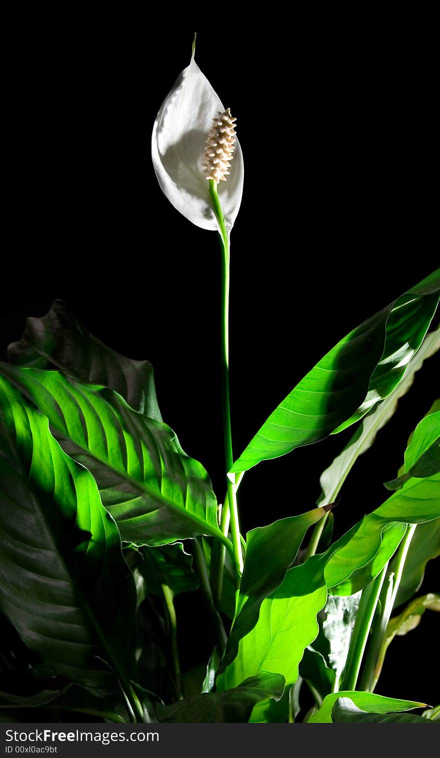 Close-up of  Spathiphyllum flower on black background