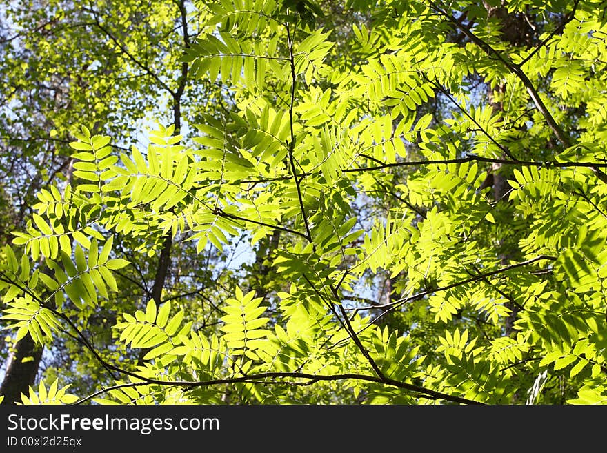 Spring, young green leaves