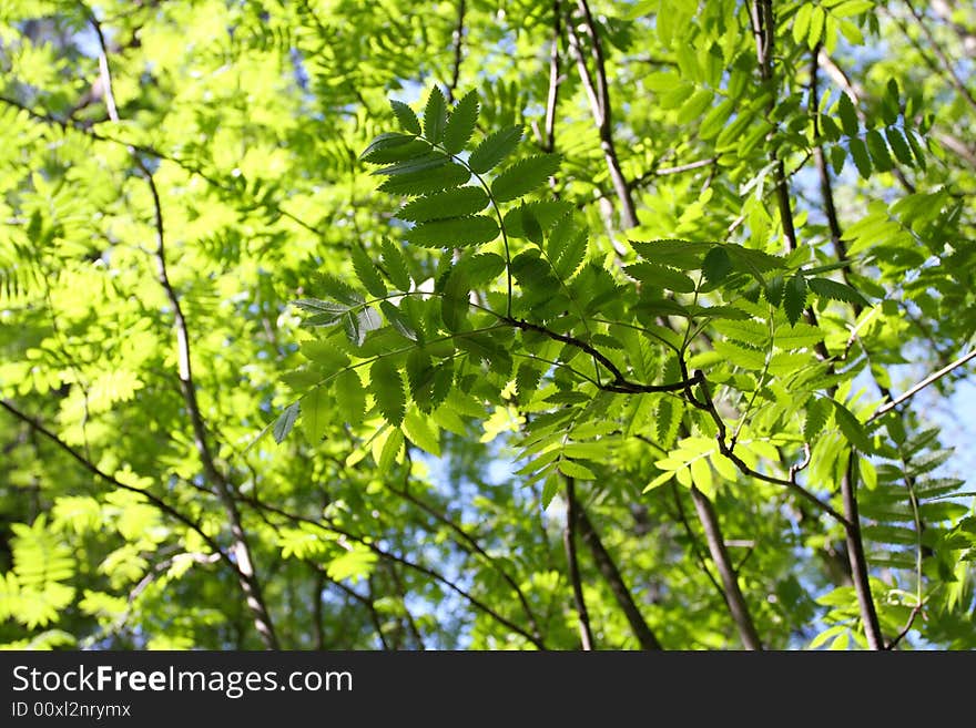 Spring, young green leaves