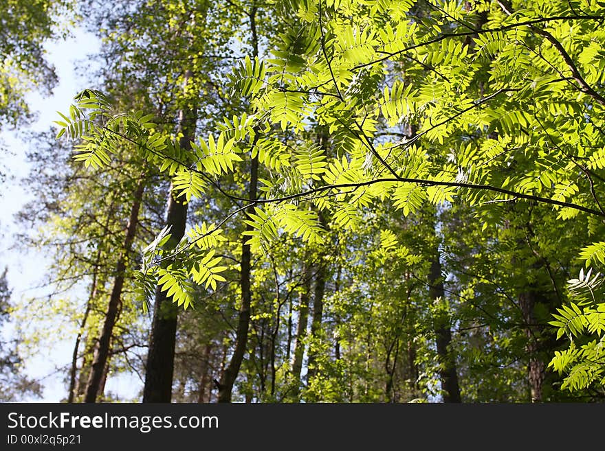 Fine background of Spring, young green leave. Fine background of Spring, young green leave