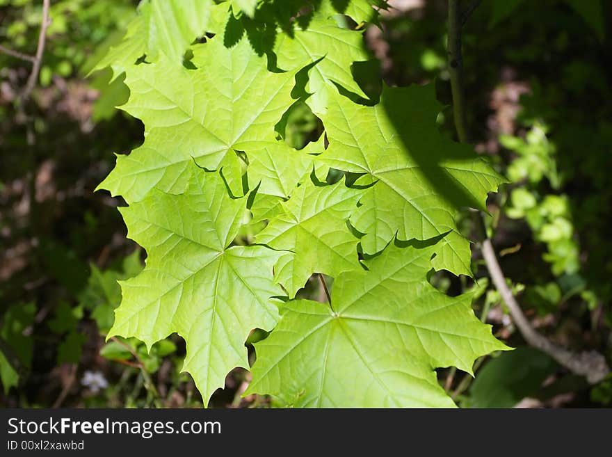 Spring, Young Green Leaves