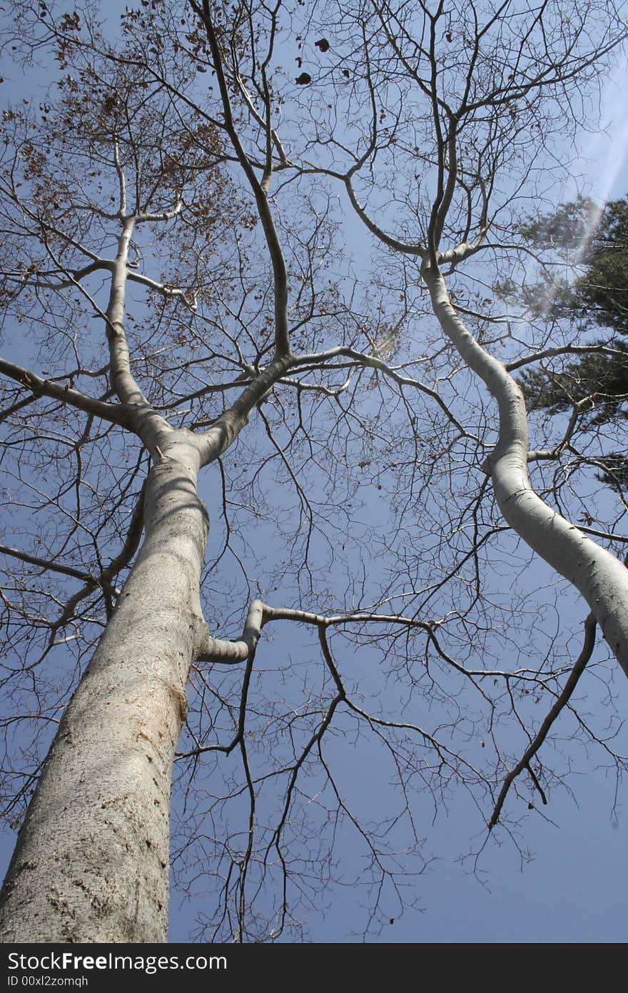 View from below of trees, that has lost their leaves in late autumn. View from below of trees, that has lost their leaves in late autumn.