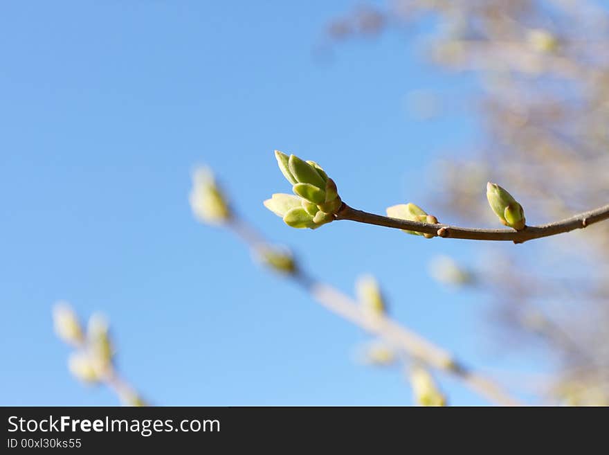 Spring, Young Green Leaves