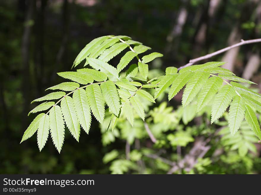 Spring, young green leaves