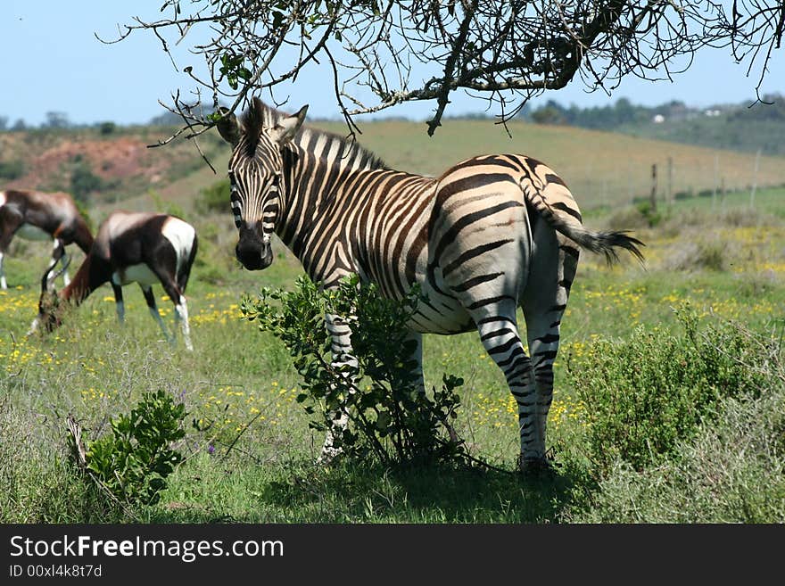 Zebra