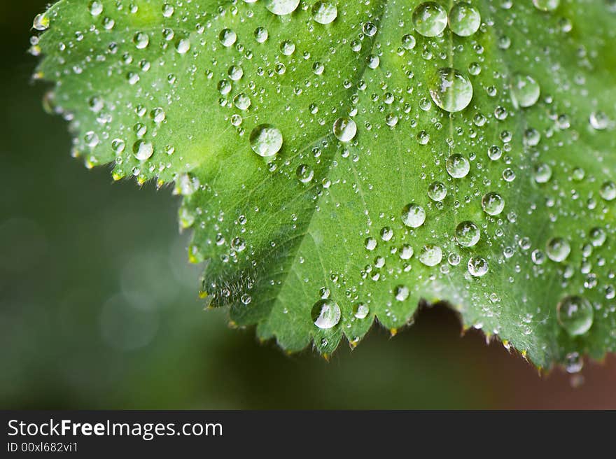 Macro Of Leafs With Drops