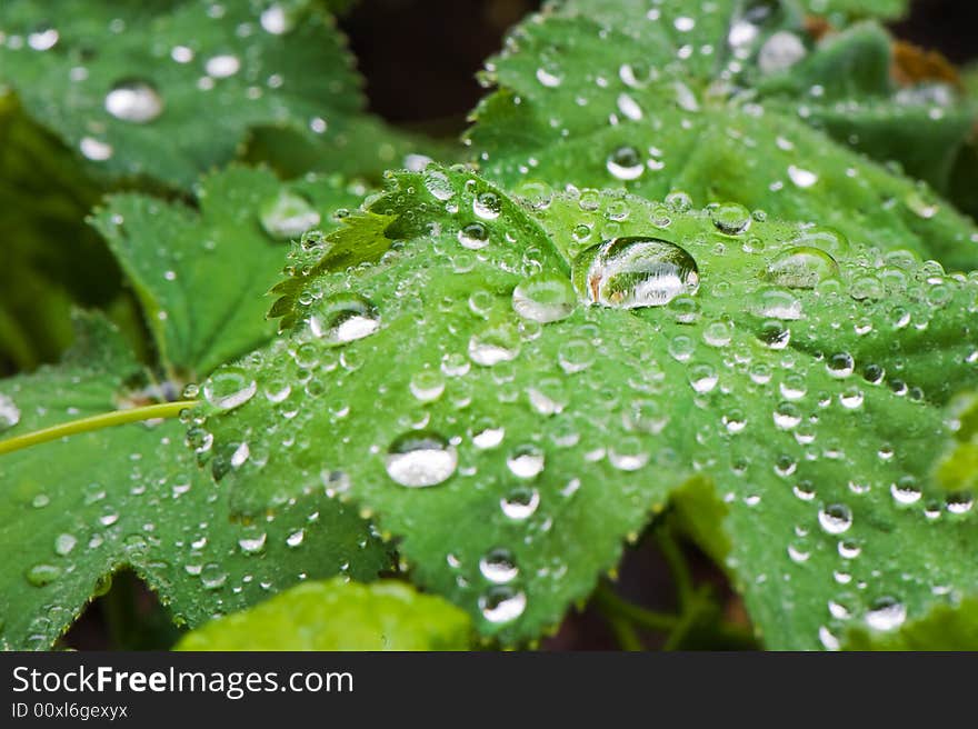 Macro of leafs with drops