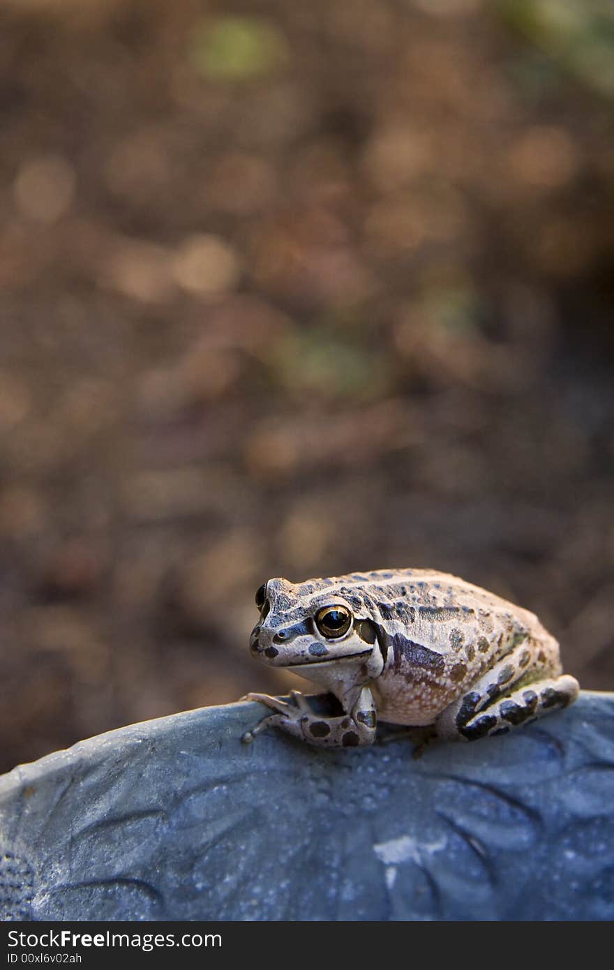 Frog found near the shore of Herdsman Lake, Wembley, Western Australia