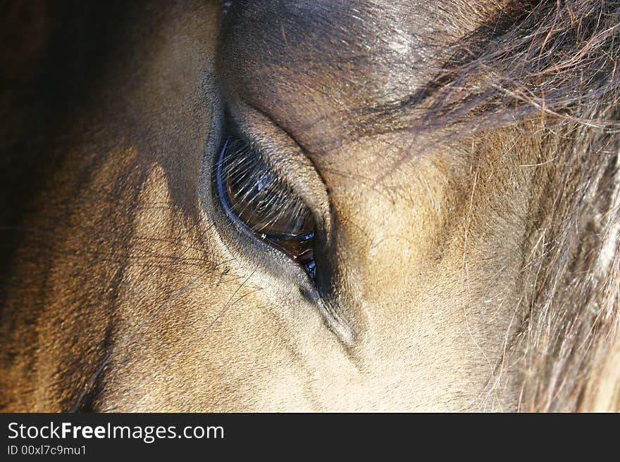 Close up of horse eye