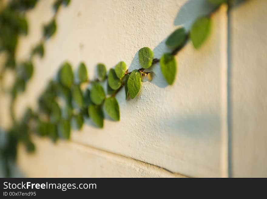 Leafs on brach creeping on a wall in evening light. Shallow depth of field. Leafs on brach creeping on a wall in evening light. Shallow depth of field.