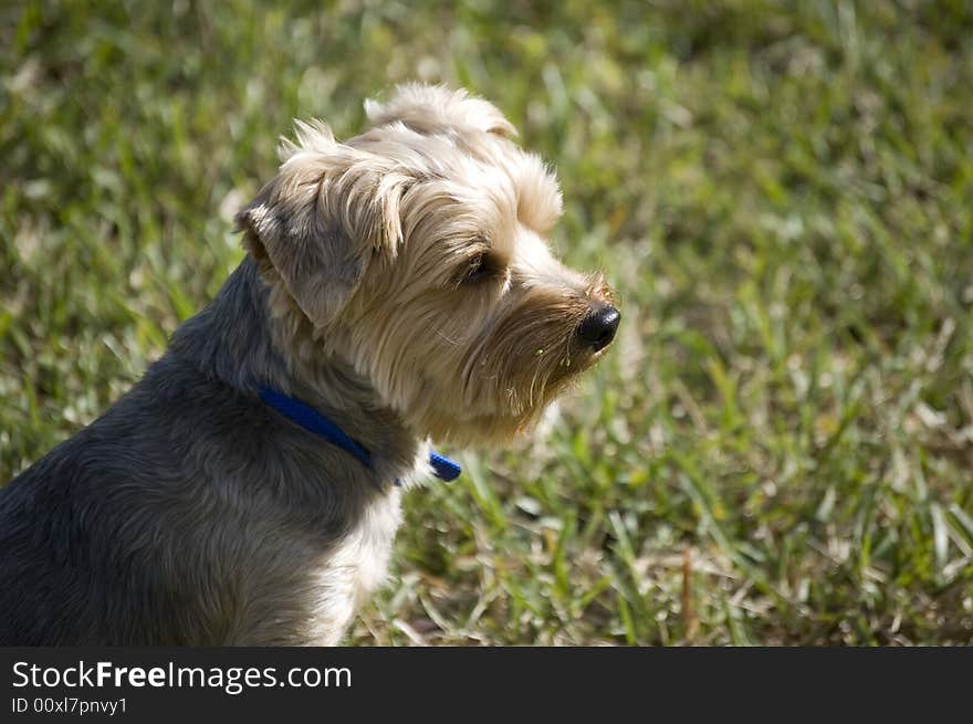 Portrait of a Yorkshire Terrier with grass in the background